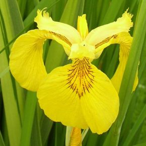 Iris pseudacorus variegatas