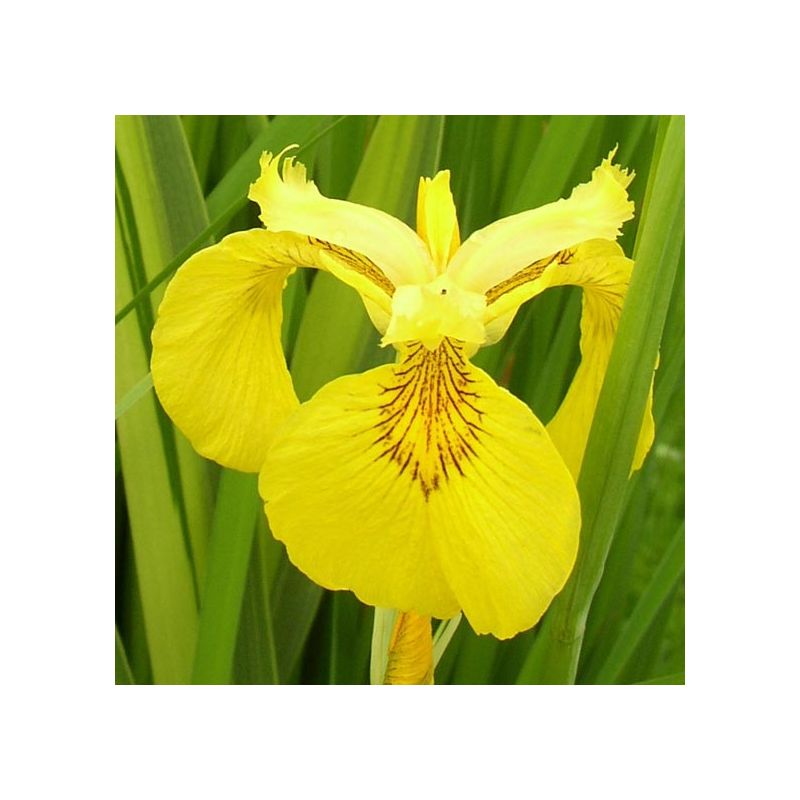 Iris pseudacorus variegatas