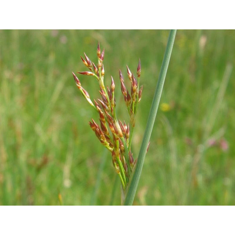 Juncus inflexus