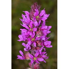 Plante Aquatique Lythrum salicaria