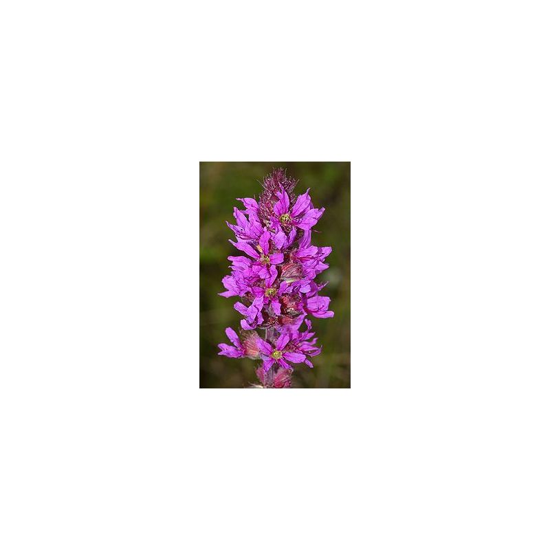 Lythrum salicaria