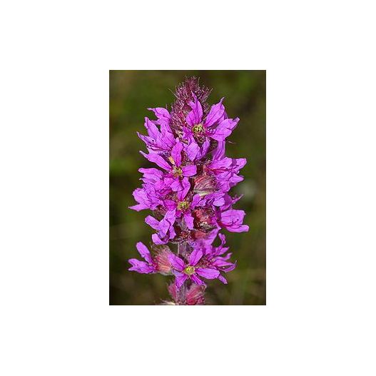 Plante Aquatique Lythrum salicaria