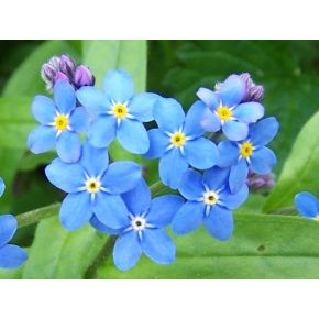 Myosotis palustris