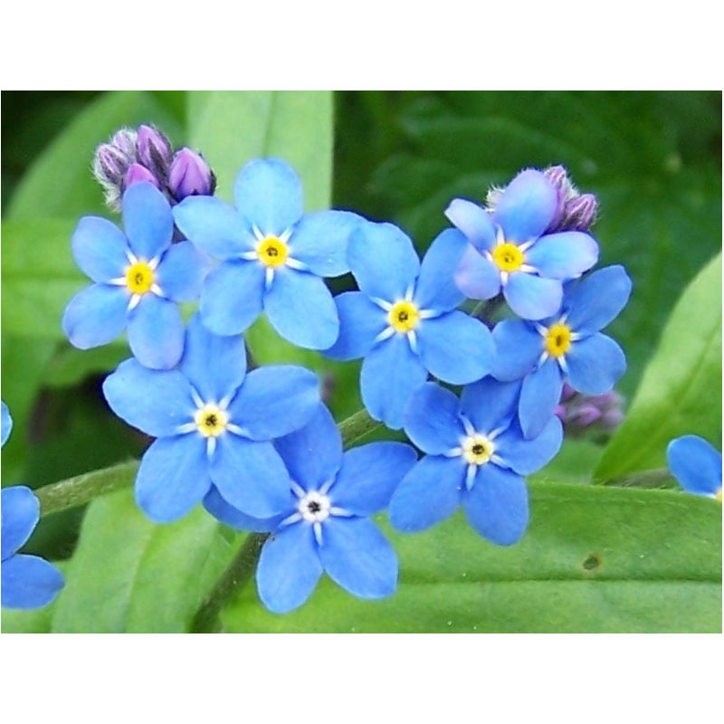 Myosotis palustris