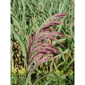 Fleurs Plante Aquatique Phragmites australis
