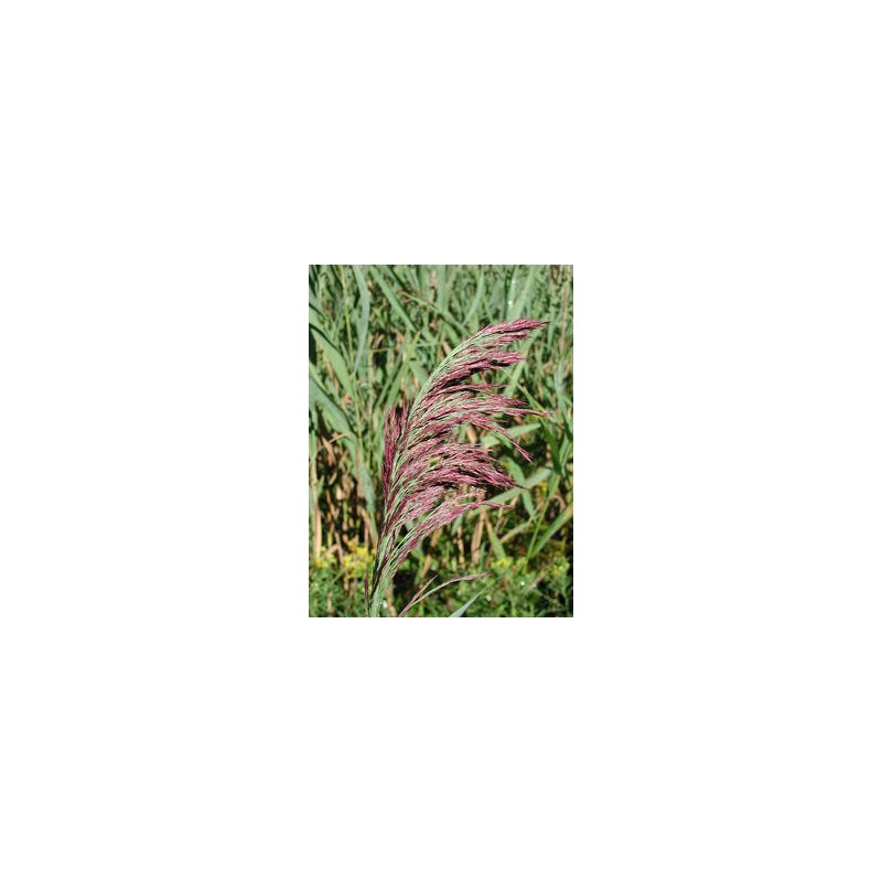 Fleurs Plante Aquatique Phragmites australis