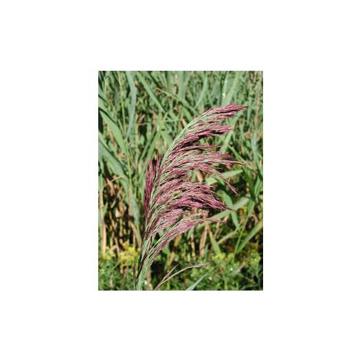 Phragmites australis