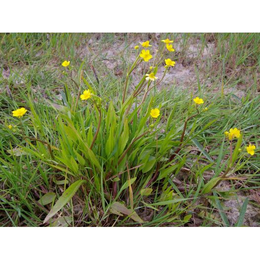 Ranunculus flammula