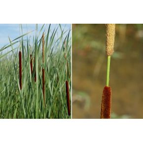 Typha angustifolia