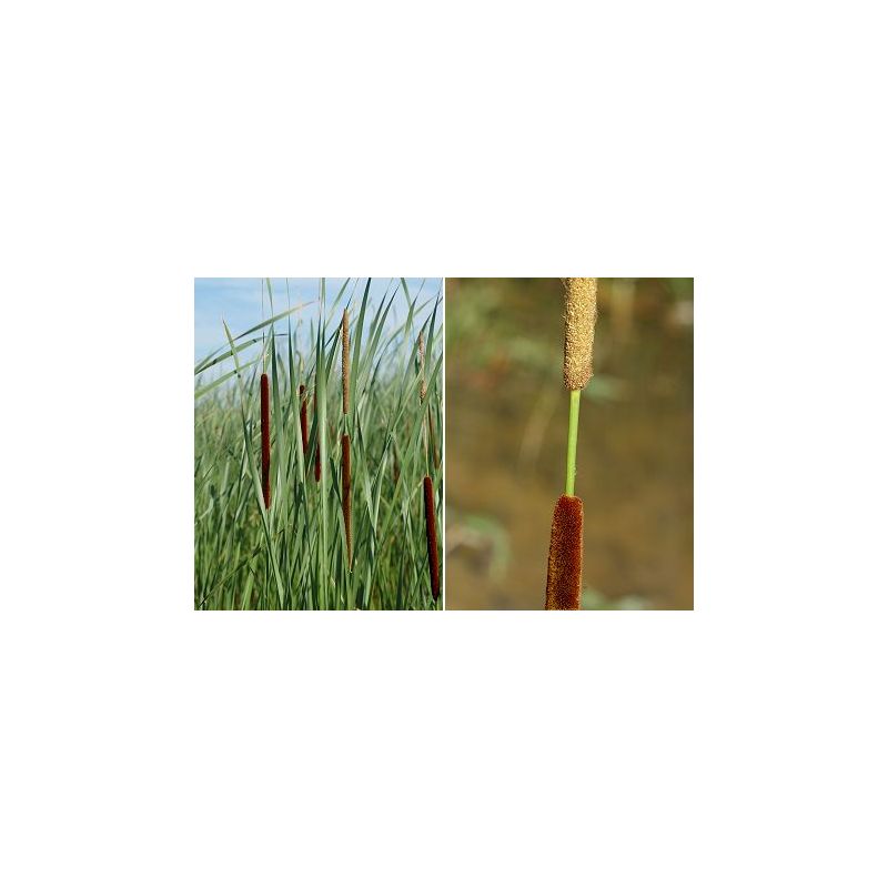 Typha angustifolia