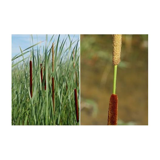 Typha angustifolia