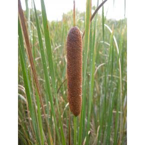 Typha latifolia