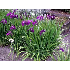 plante aquatique iris ensata