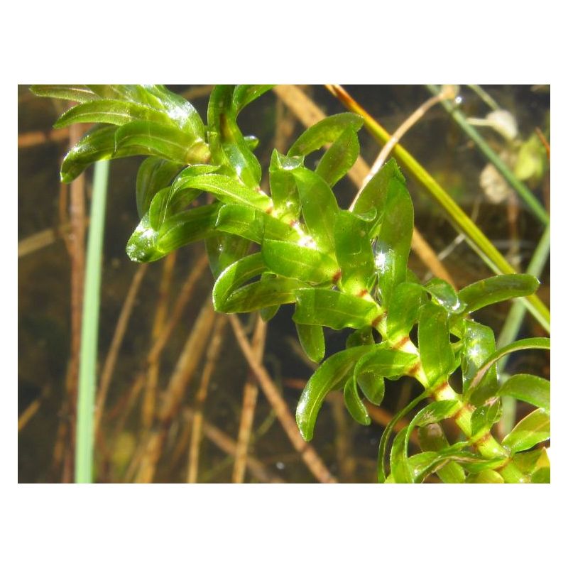 plante aquatique Elodea canadensis