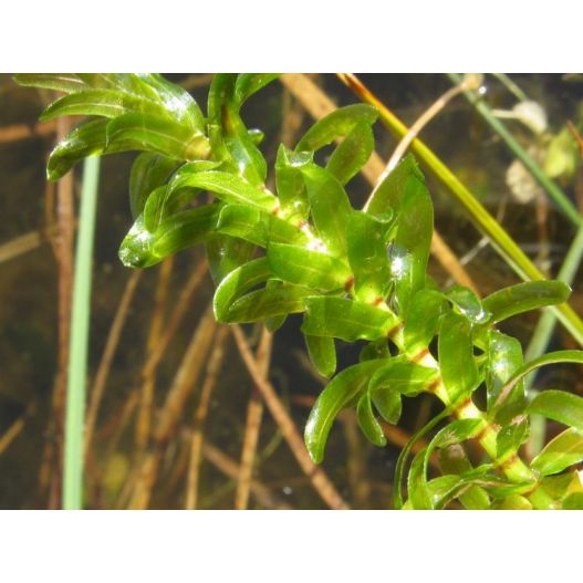 Elodea canadensis