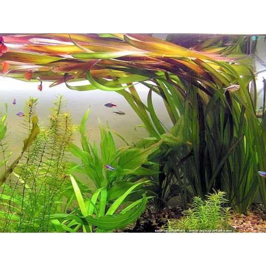 Pouzzolane pour plantes aquatiques - Expert Bassin - Expert Bassin