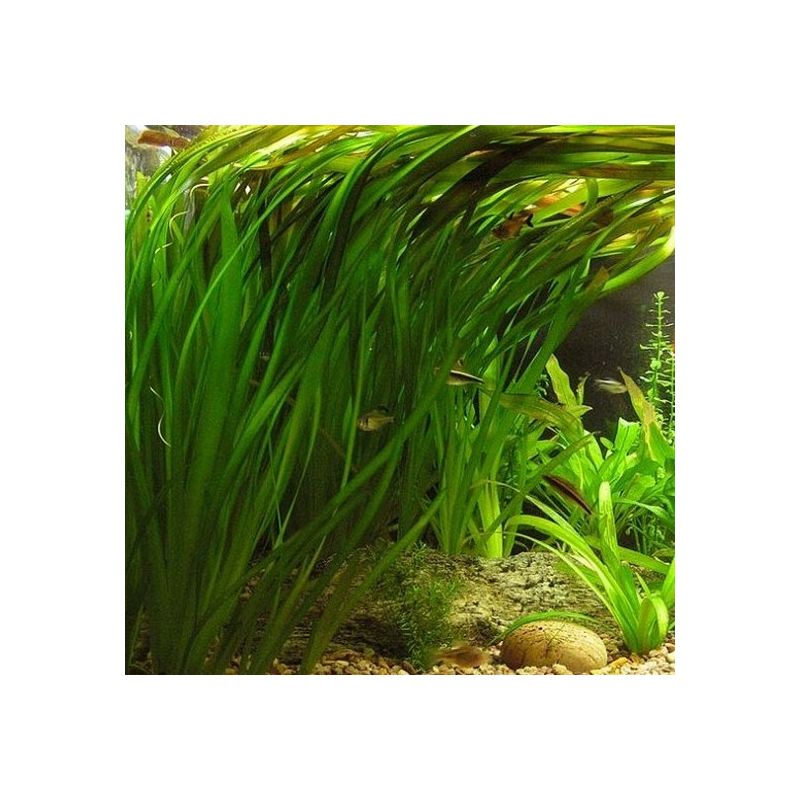 Vallisneria gigantea