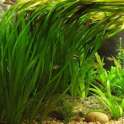 Vallisneria gigantea