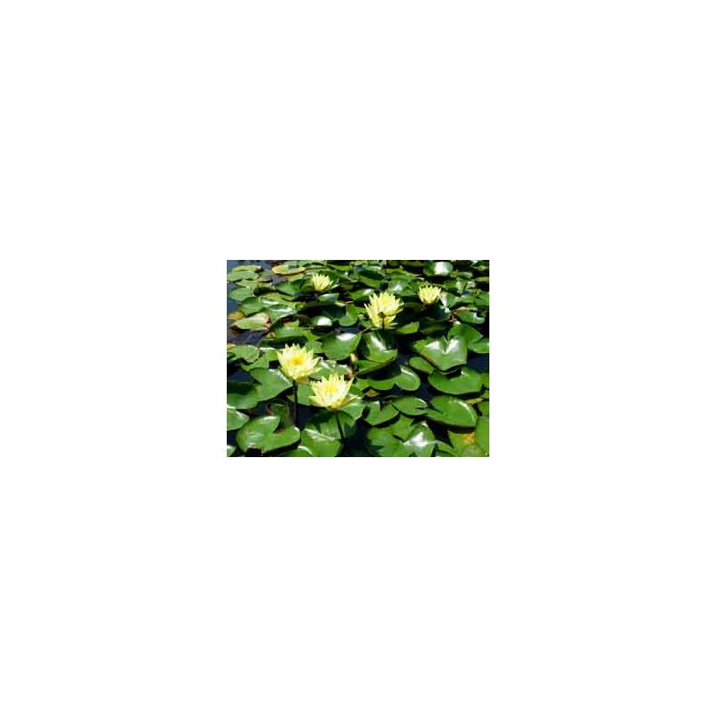 plante aquatique Nénuphar Colonel Welch