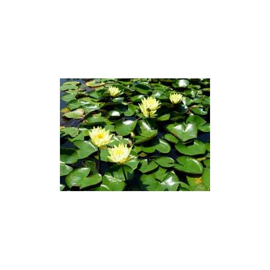 plante aquatique Nénuphar Colonel Welch