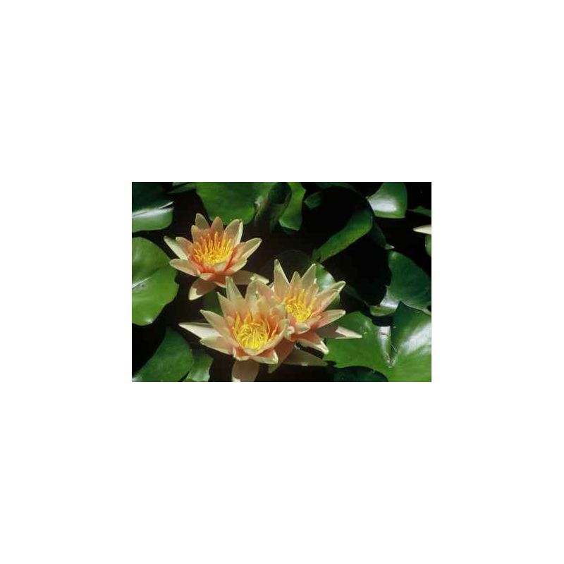 plante aquatique Nénuphar Siou