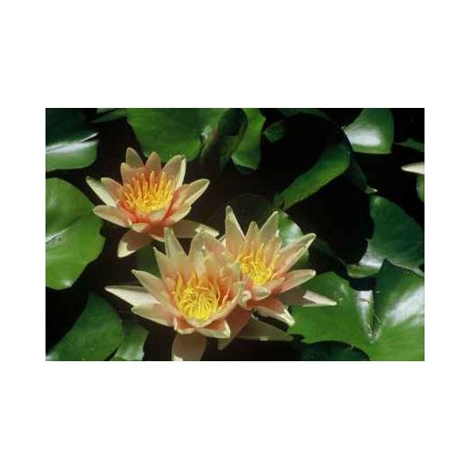 plante aquatique Nénuphar Siou