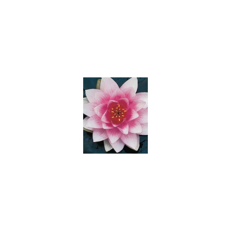 plante aquatique Nénuphar Mrs Wilfron Gonnere