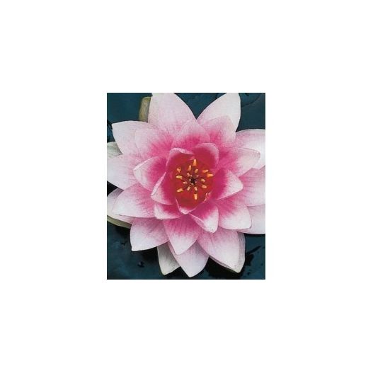 plante aquatique Nénuphar Mrs Wilfron Gonnere