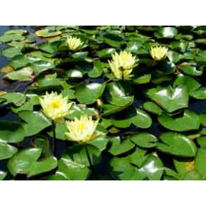 Photo Plante aquatique Nénuphar Alba