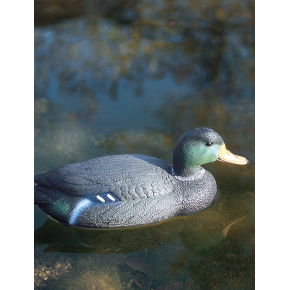 Canard colvert mâle