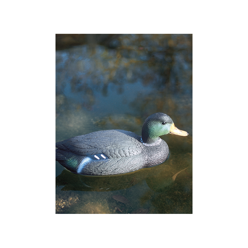 Canard colvert mâle