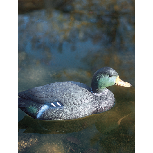 Canard colvert mâle