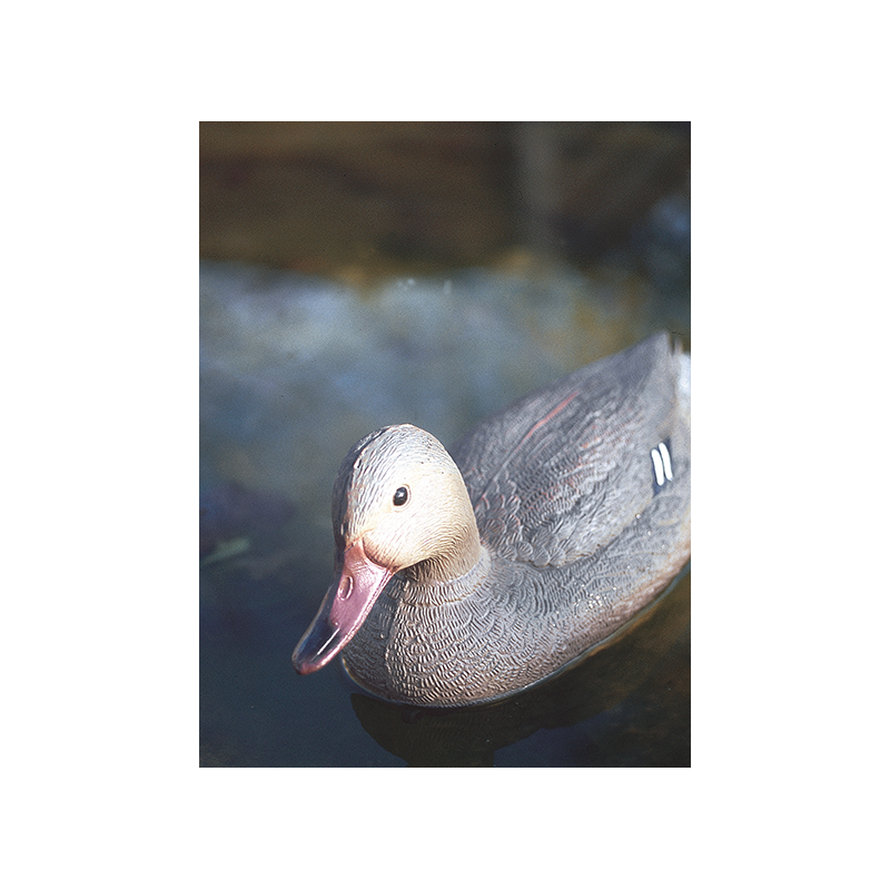 Canard colvert femelle