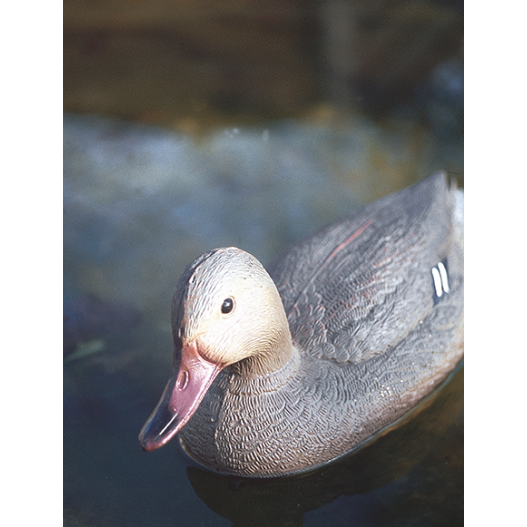 Canard colvert femelle