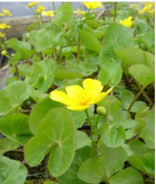plantes bassin