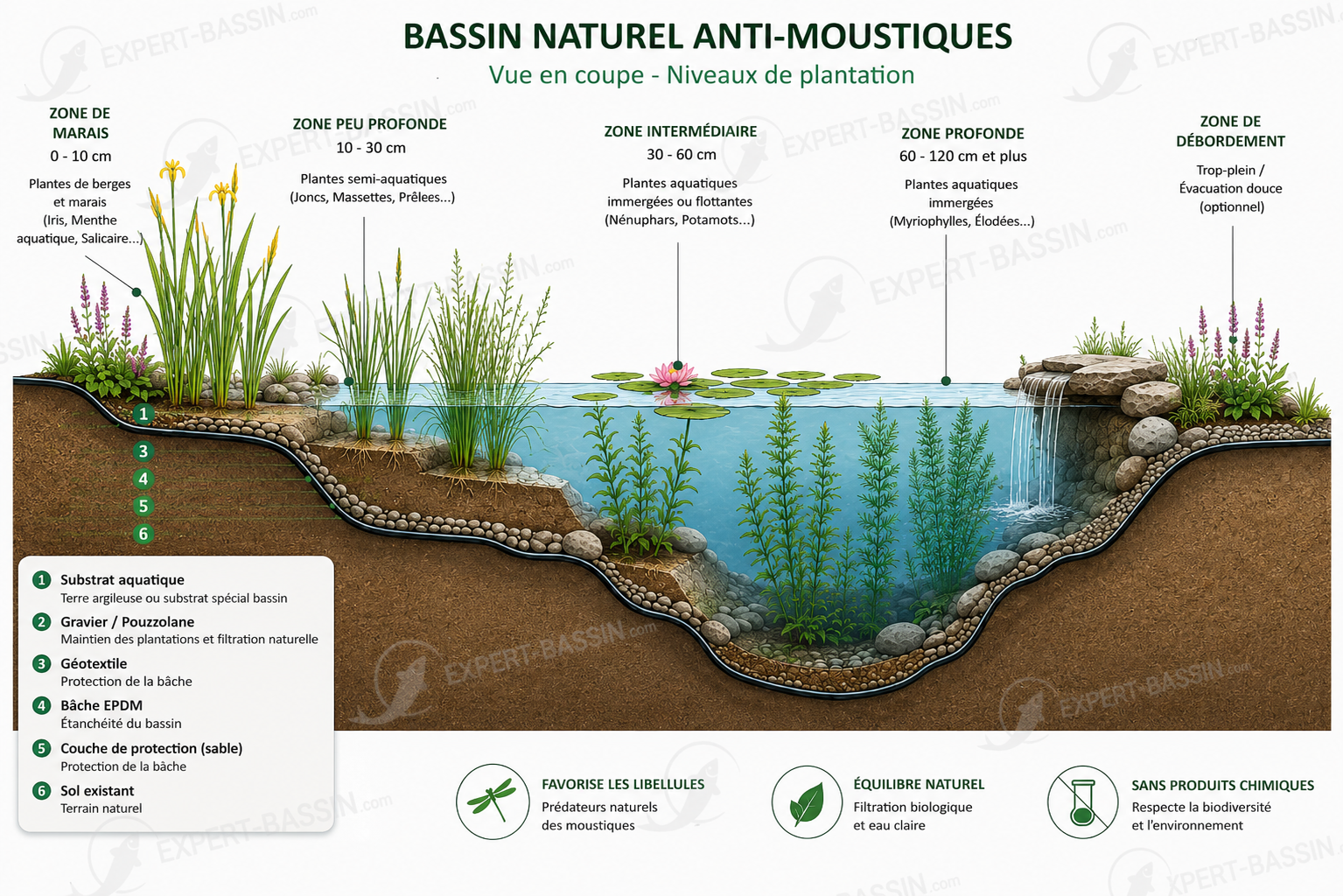 bassin naturel anti moustique vue en coupe