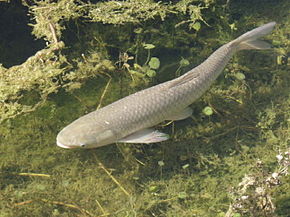 Anti-Algues Filamenteuses Bassin. Produit d'entretien 1000ml - Le Poisson  Qui Jardine