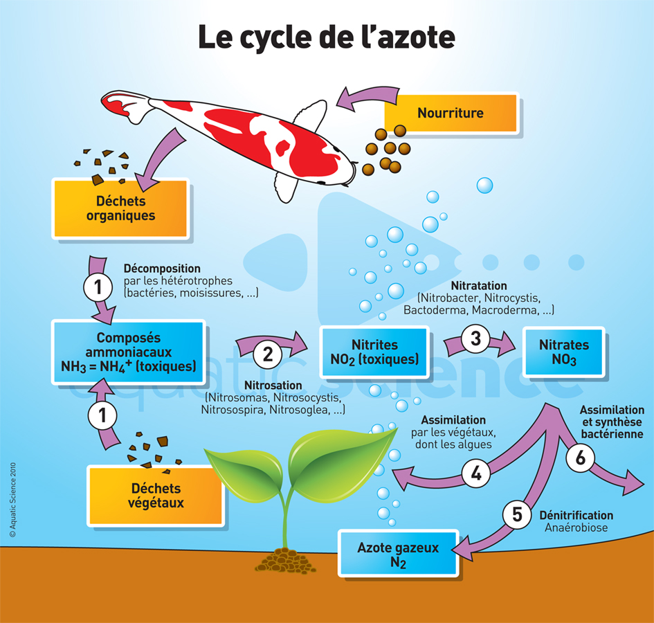 Lutter contre les algues vertes et filamenteuses du bassin