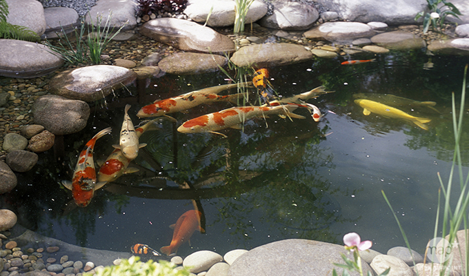 bassin de jardin