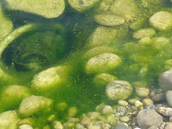 Comment détruire les algues avec OASE